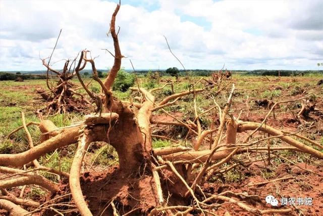 中国年年进口的大豆，为何让巴拉圭从富饶变得死寂？