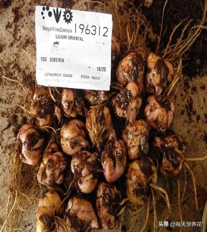 百合虫害的防治方法,百合病虫防治和管理