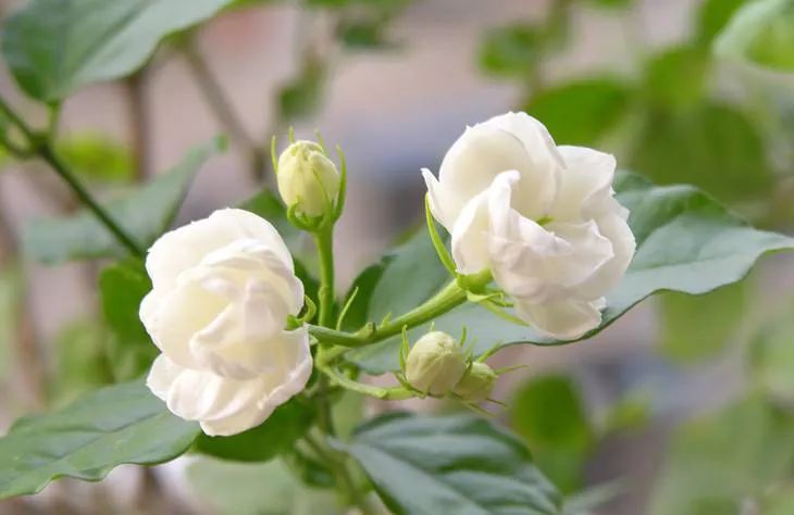 饱和纯露和不饱和纯露有什么区别,饱和玫瑰精油纯露