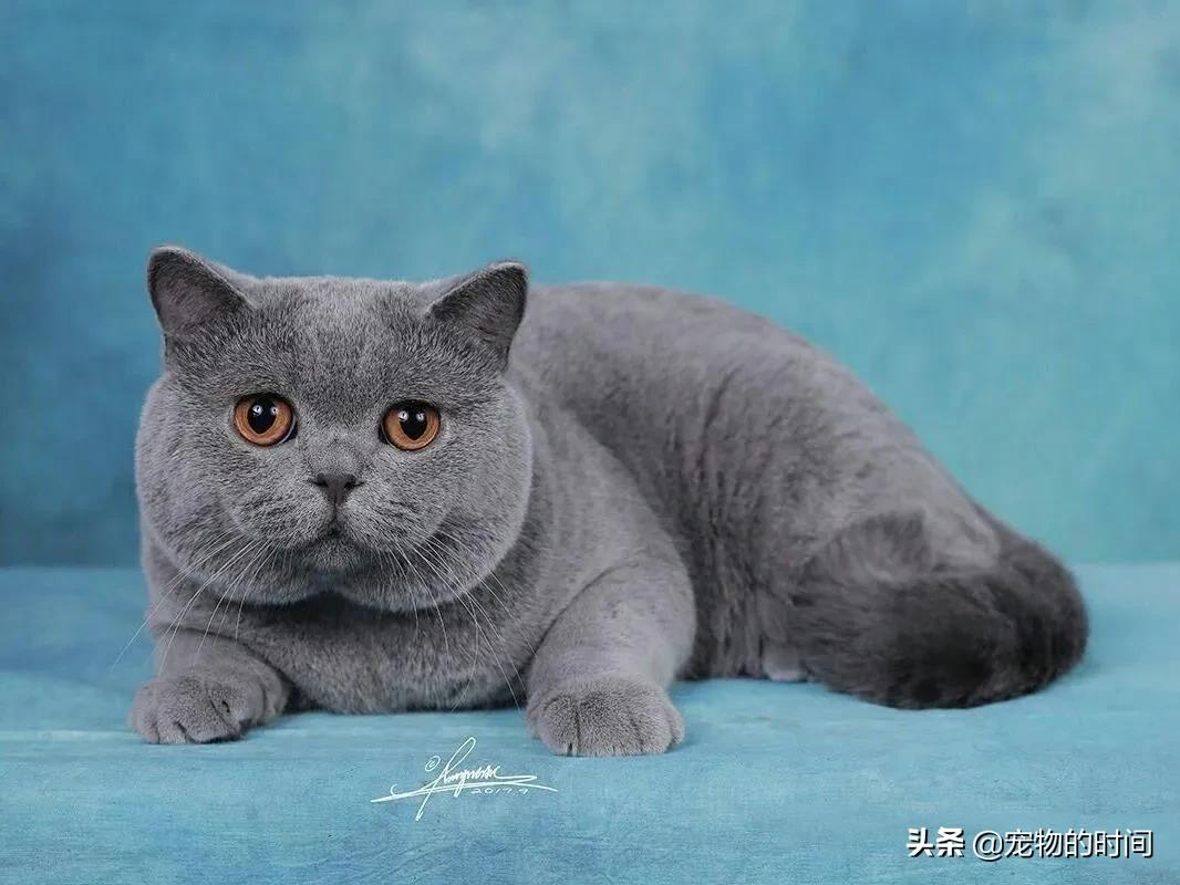 如何判定是不是英短,如何辨别英短是不是纯种