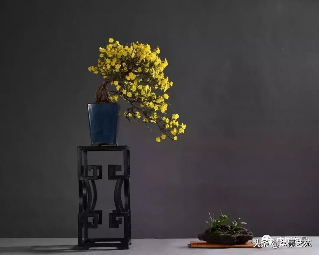 推荐36种好养的盆景植物,茶桌上养什么盆景植物