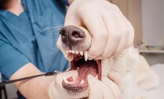 狗狗牙齿有牙结石怎么办可以去除,狗不愿意刷牙怎么预防牙结石
