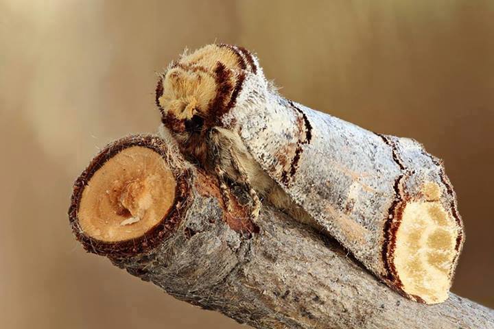 有一种长得很像树枝的昆虫,跟树枝长得很像的昆虫叫什么名字