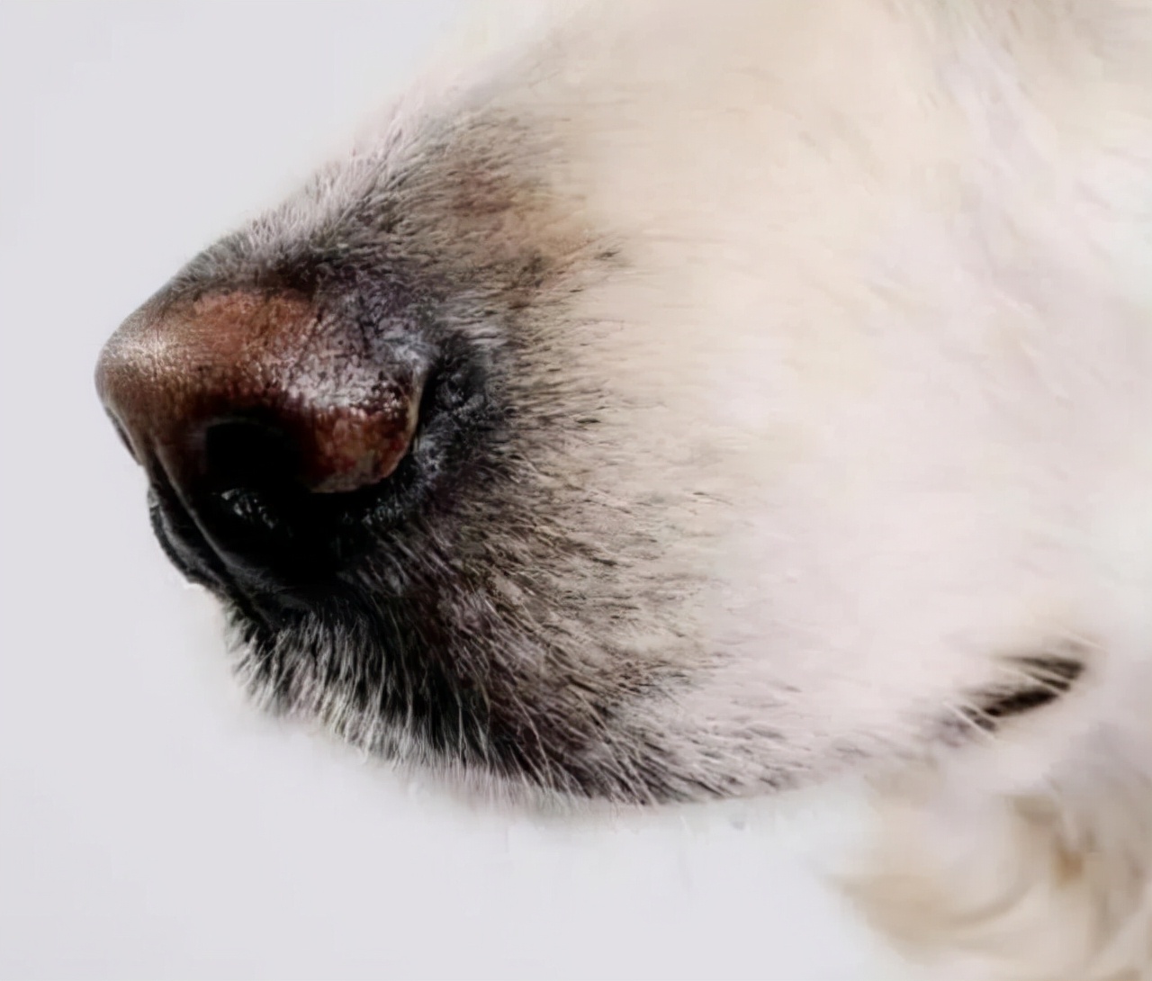 半夜狗突然对着空气大叫,狗突然对着一个地方吠叫