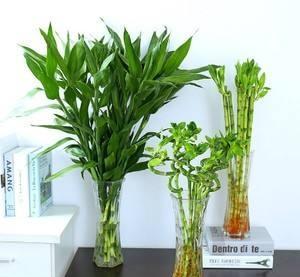 好养又好看的水培植物,百搭的水培花卉