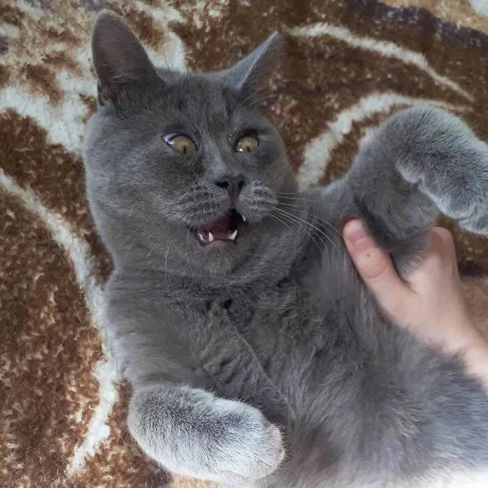 俄罗斯女子收养一只流浪橘猫,俄罗斯女孩收养猫