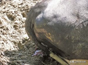 别再因为子宫内膜炎，牛揣不上犊了，教你方法