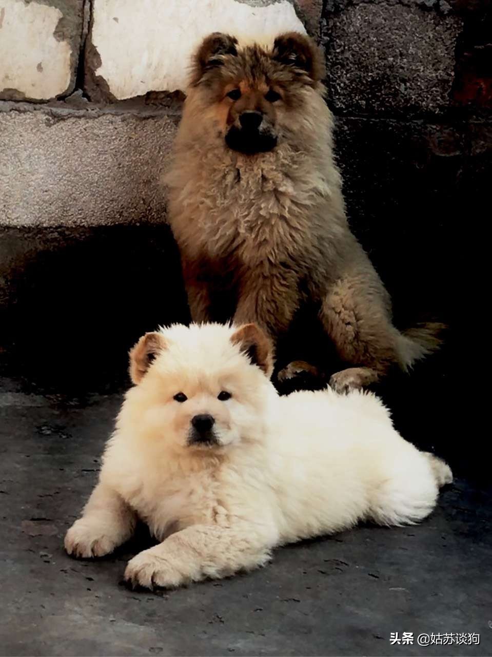 涓浗鐔婄姮,涓浗鐔婄姮鏈夊鍘夊