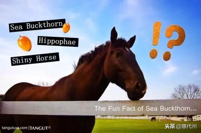 听说88%喝过沙棘汁的人都没见过沙棘，代县人告诉你它长什么样！