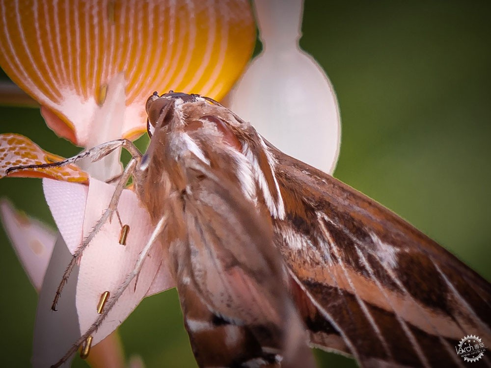 面对城市里日益减少的昆虫,设计师能做些什么?