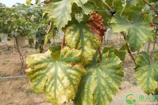 葡萄叶子发黄干枯打啥药,葡萄叶子发黄是什么原因怎样解决