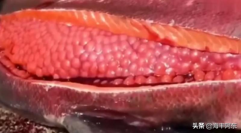 「原创」海丰阿东：开膛破肚杀鲟鱼，鱼子酱来了