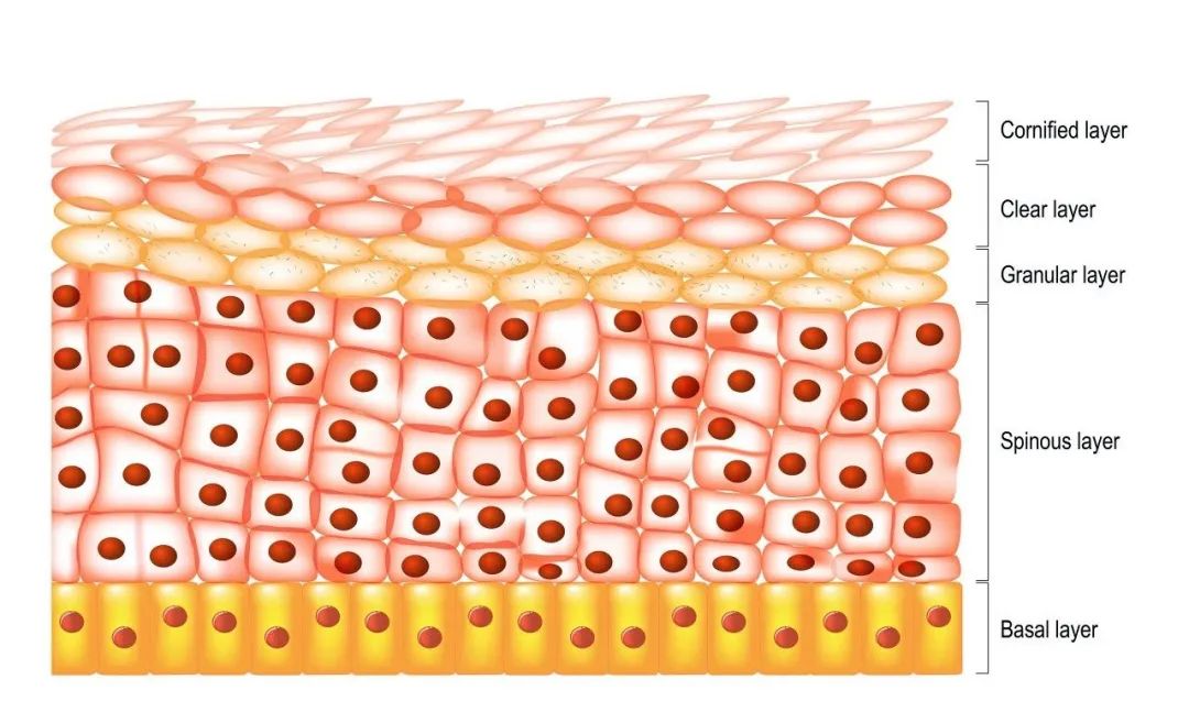 痘印伤到真皮层的疤痕可以恢复么,痘印伤疤