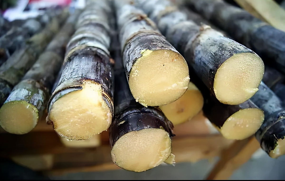 甘蔗末端出现红色丝状,是流血了吗?还是有毒的?