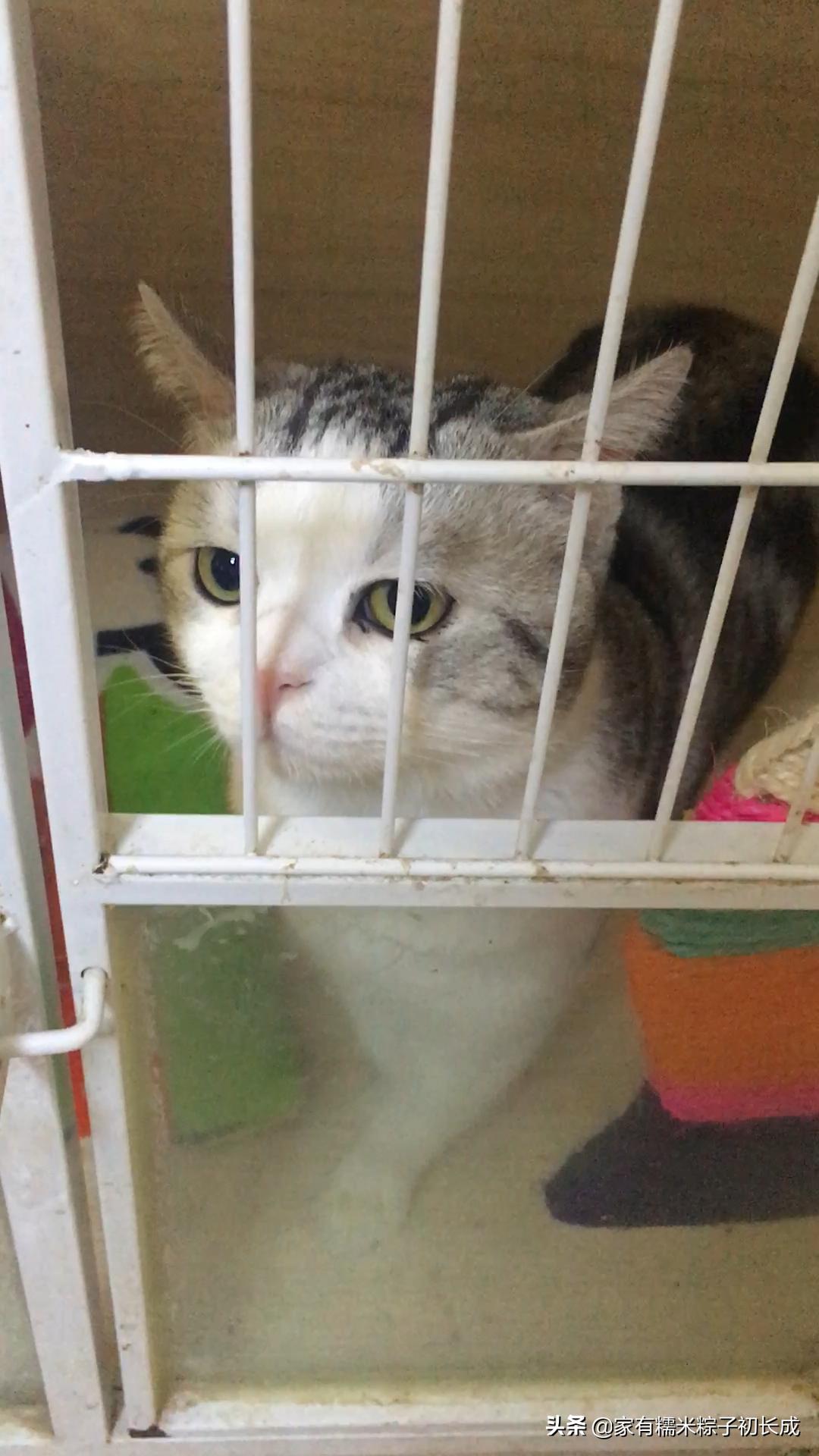 猫咪备孕记录,猫咪糯米的一生