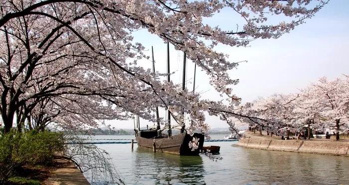 几月赏樱花最好,最美赏樱攻略大全