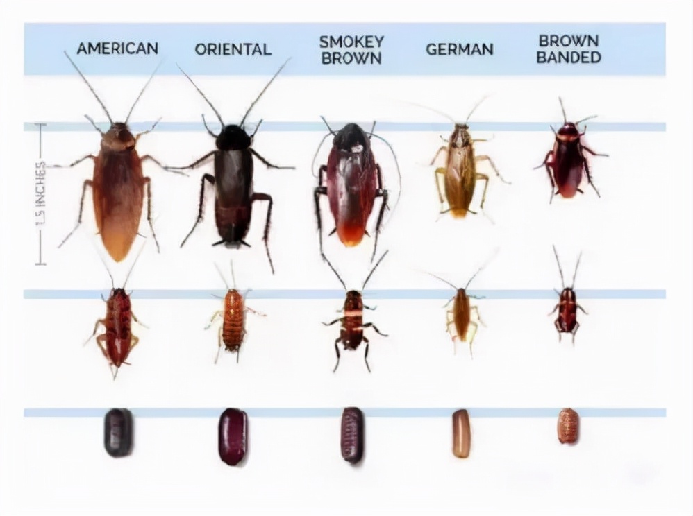 蟑螂可以踩死吗会留下虫卵吗,蟑螂踩了真的会留下虫卵吗