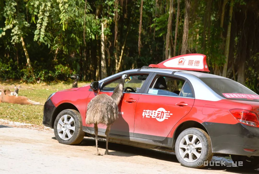 自驾长隆野生动物世界攻略,广州长隆野生动物世界旅游攻略