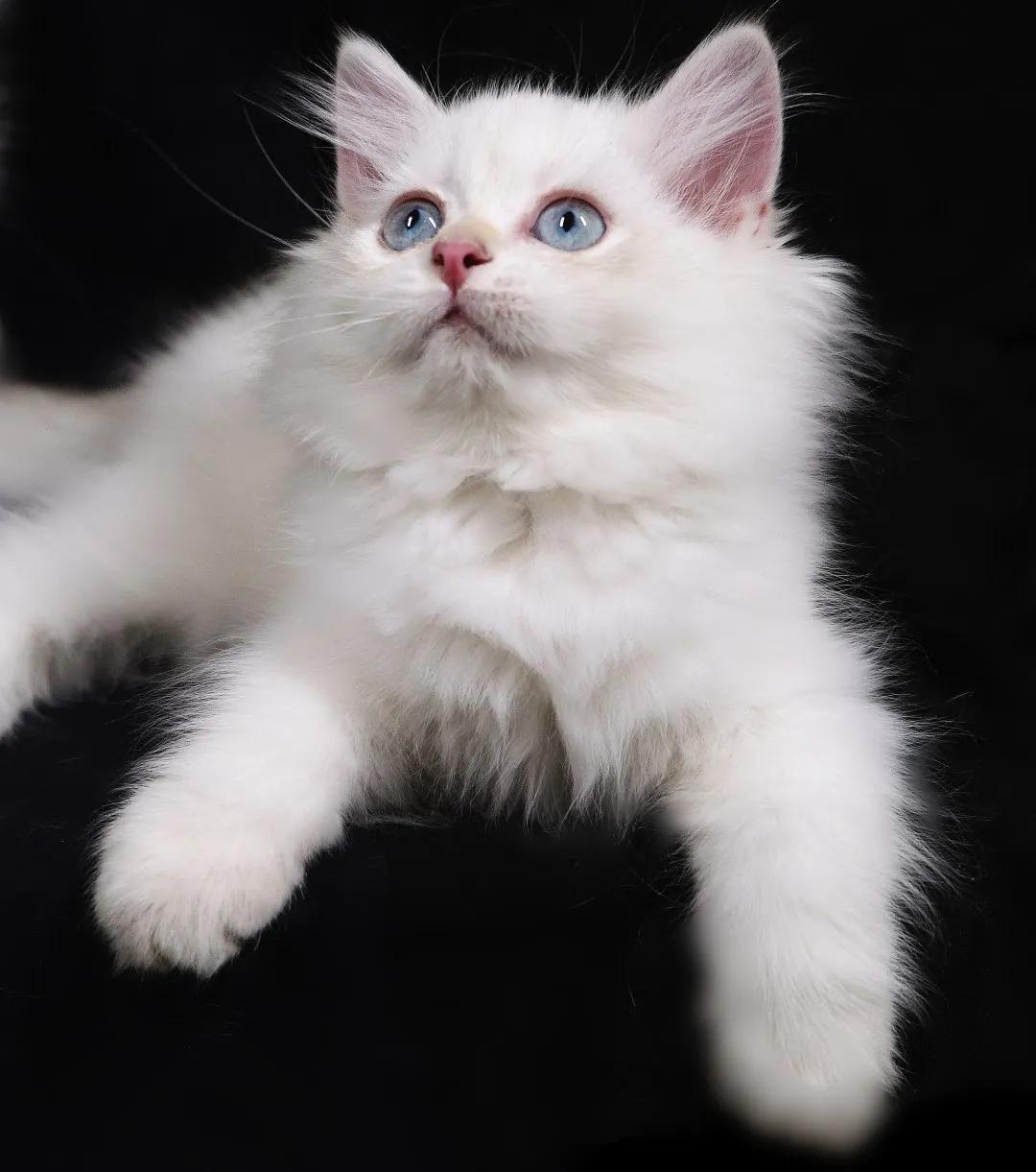 英短为什么讨人厌,英短猫为什么不建议养