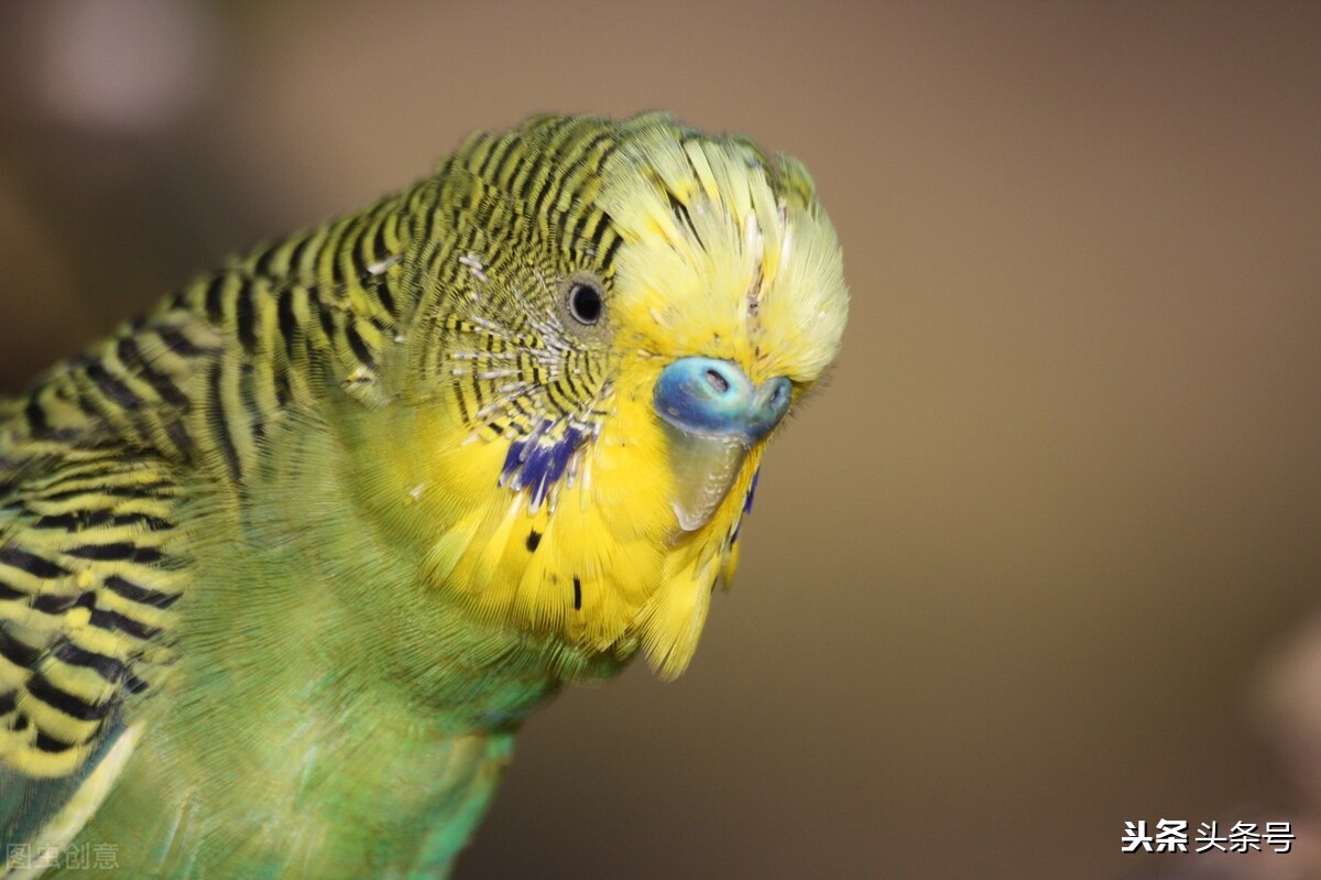 新手养虎皮鹦鹉教程,新手怎么给虎皮鹦鹉洗澡