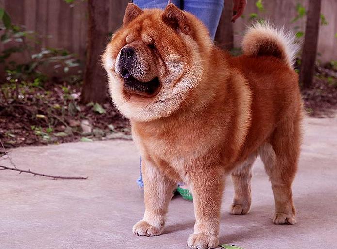 小狮子养了有人情味吗,小狮子狗怕冷吗