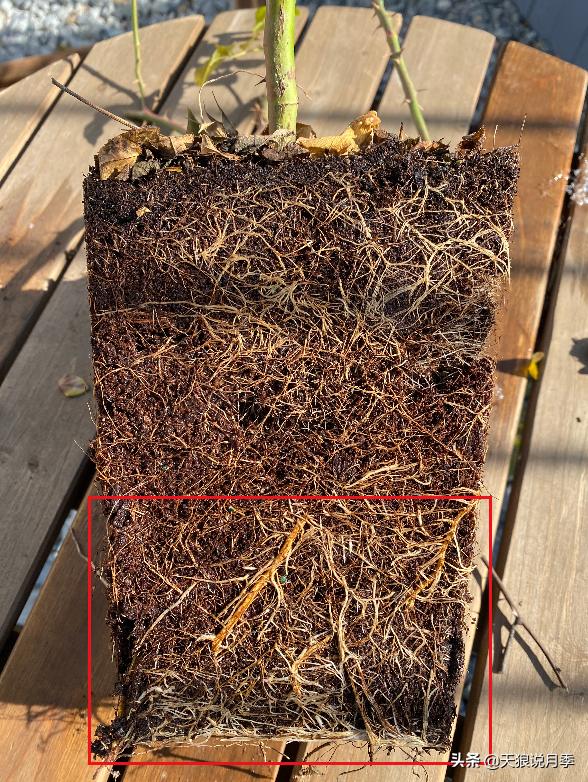 天狼说月季不长根,天狼说月季老苗修剪