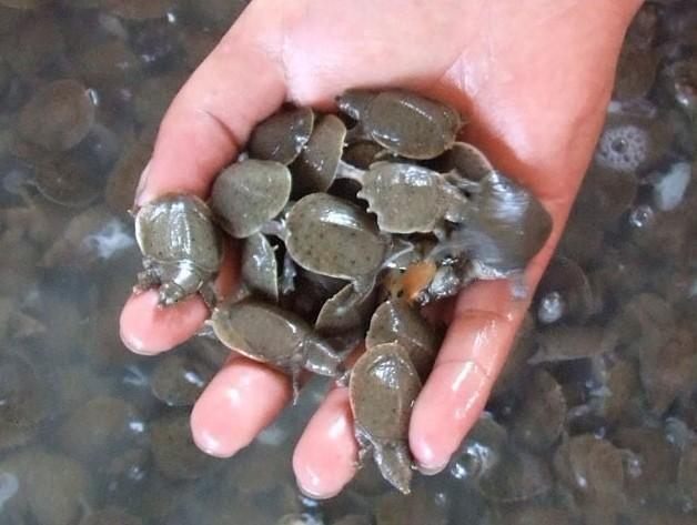 温室甲鱼和外塘甲鱼的口感,混养甲鱼跟温室甲鱼区别