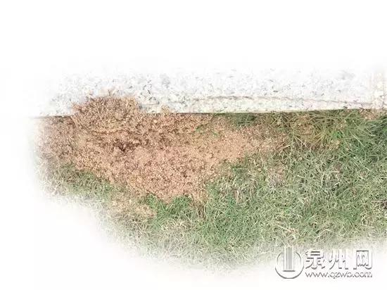 各种各样的毒虫被咬了怎么办,十大毒虫咬了有什么症状