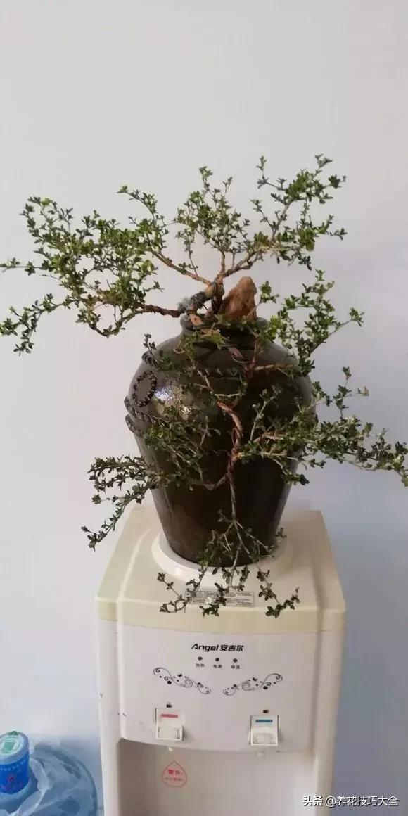 花盆5元一个,花盆不用花钱买