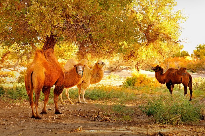 内蒙古阿拉善散养双峰驼,双峰驼是最罕见的动物