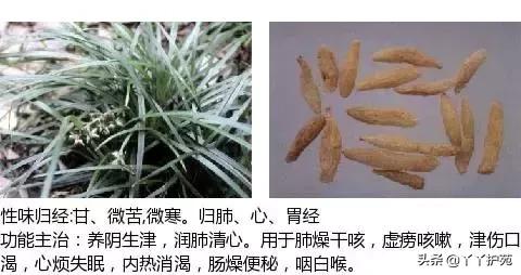 农村身边的中草药主治与功效,中草药全图谱与功效