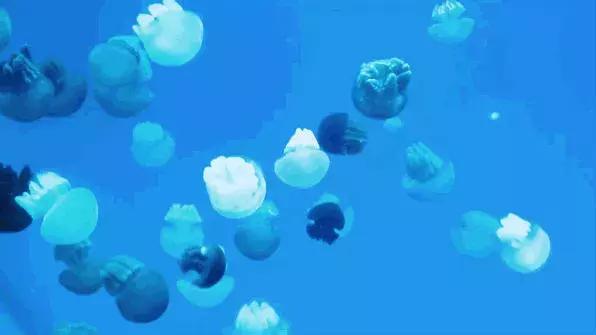 青岛极地海洋世界游玩趣事三年级,青岛极地海洋世界隐藏消费