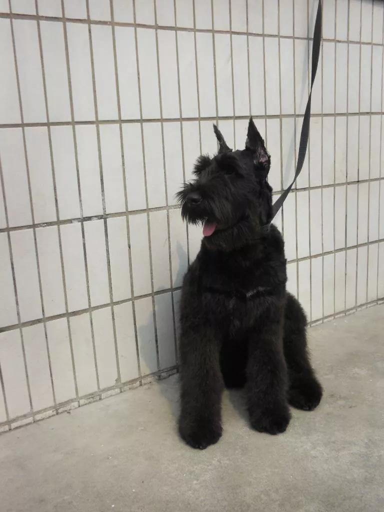 雪纳瑞串巨型雪纳瑞,每日一宠雪纳瑞图片