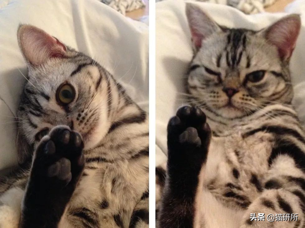 猫咪的脚丫子总是猫屎味 (为啥猫咪脚丫子臭)