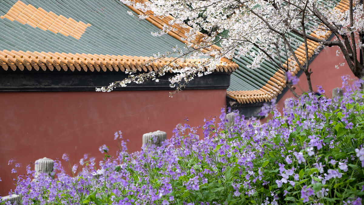 园林人需要知道的85个花卉知识,园林花卉的种类及图片