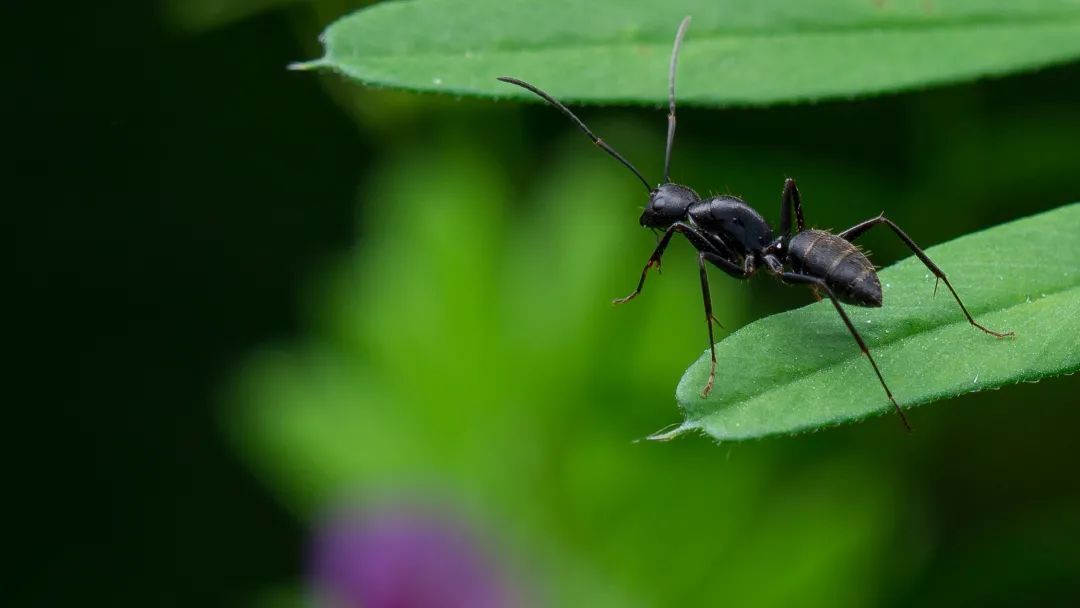 补全相机,高清相机专业镜头