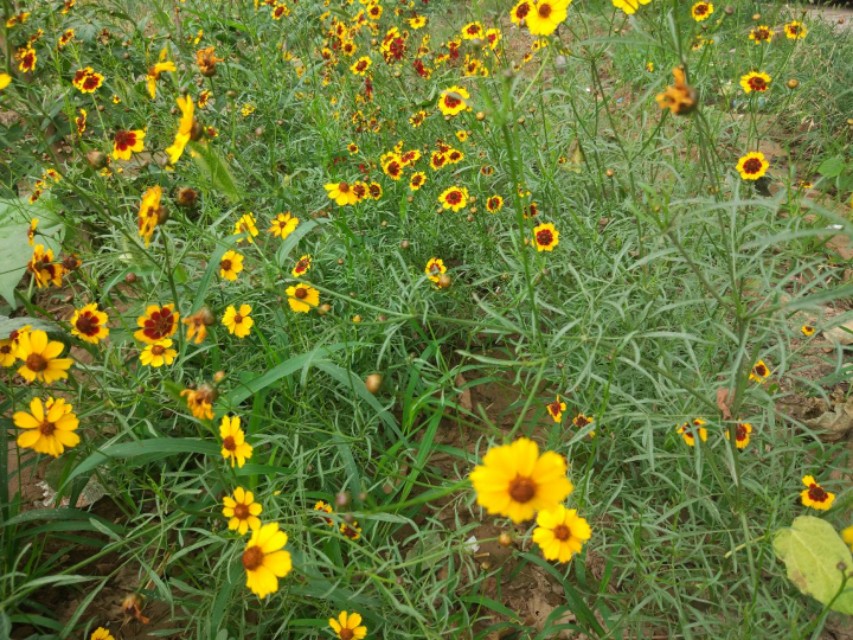 数学七巧板由来简单阐述,数学有关七巧板的介绍