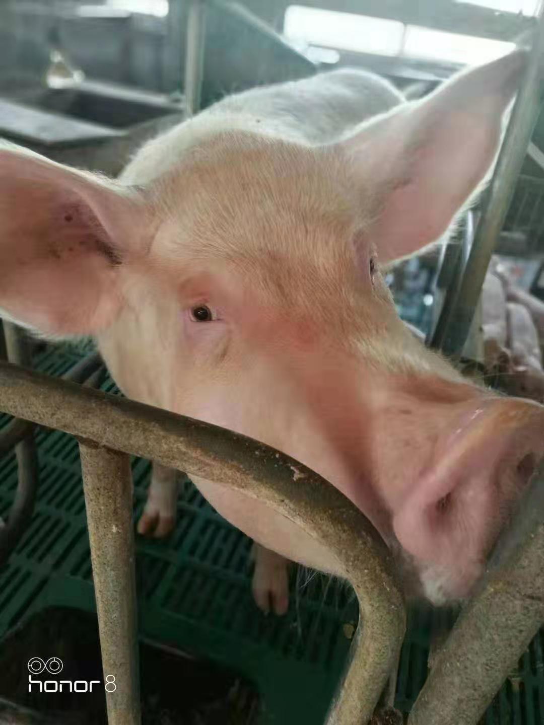 猪群，母猪泪斑死皮出血点造成的原因以及预防对策