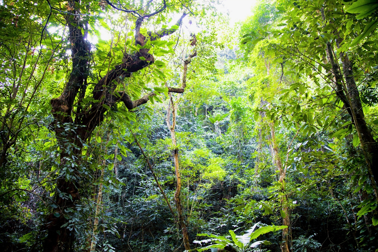 西双版纳热带雨林就是原始森林吗,西双版纳离城区近的原始沟谷雨林