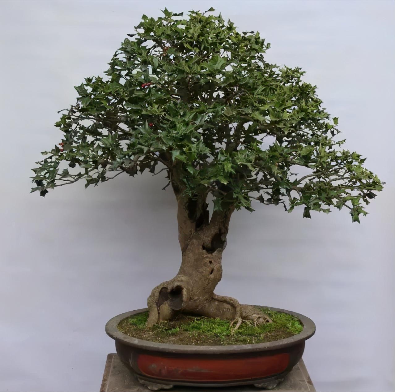 种植致富树的成功案例,农村创业种植什么树赚钱