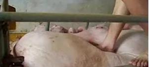 母猪难产不用怕，轻松教你绝招来搞定