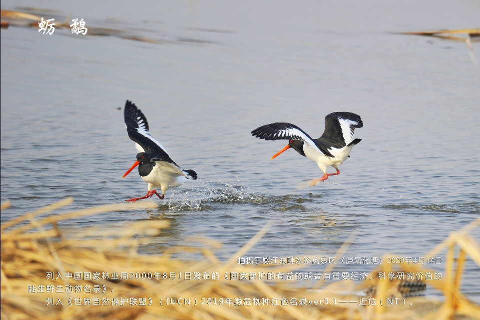 榻愰綈鍝堝皵瀚╂睙涓滄按鐝嶇鍏洯,榻愰綈鍝堝皵瀚╂睙涓滄按鐝嶇婀垮湴鍏洯
