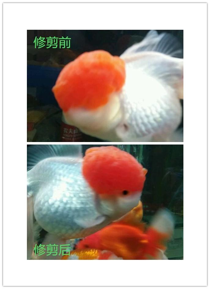 狮子头金鱼头太大怎么办,狮子头金鱼头有点发黑怎么办