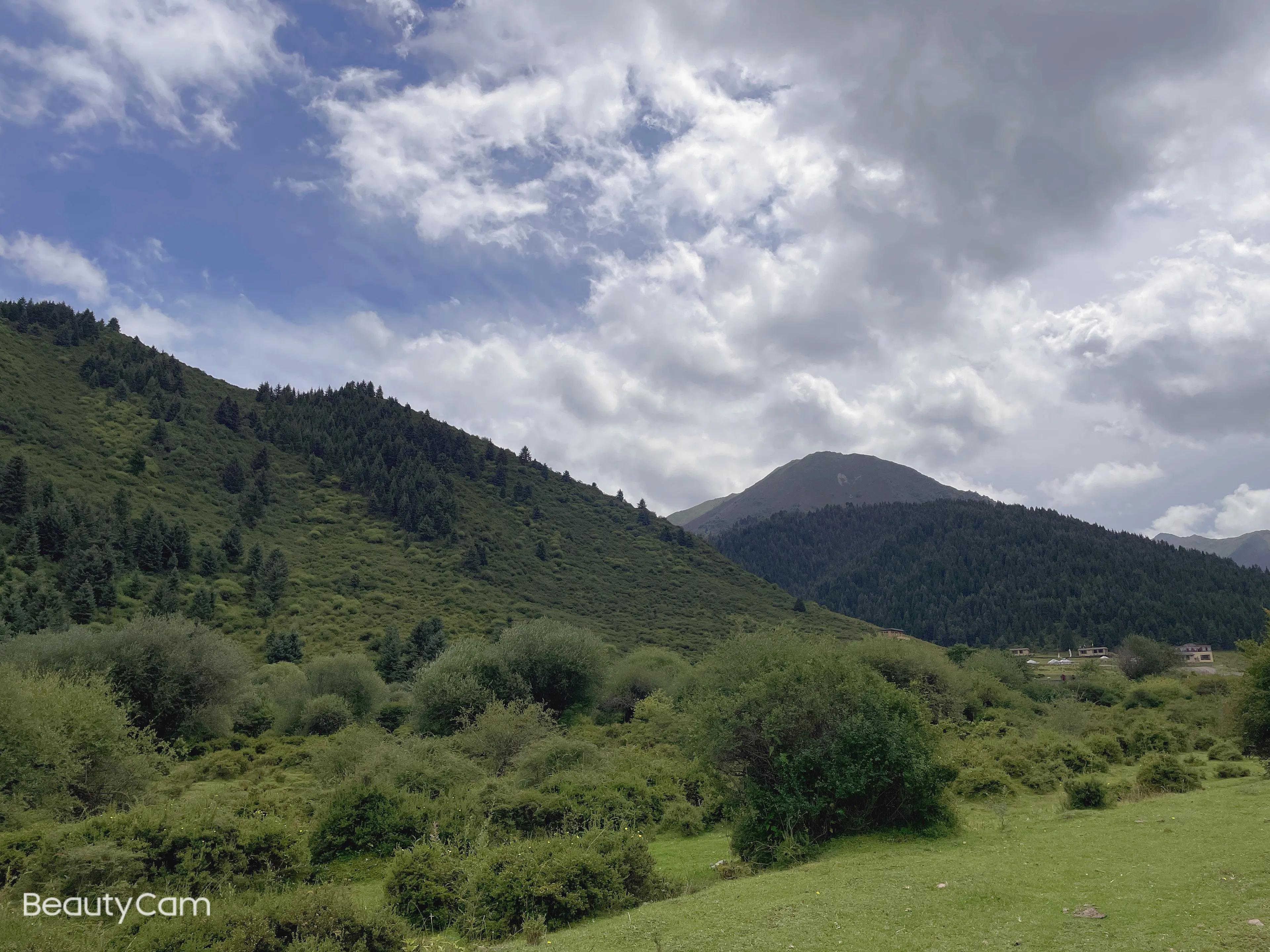 甘肃甘南夏河熊猫沟开的花叫什么,甘肃甘南夏河麦达乡熊猫沟
