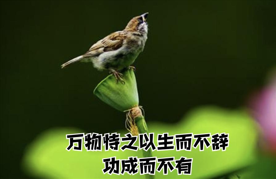 老子第十三章读书笔记,老子第七十一章所体现的哲学思想