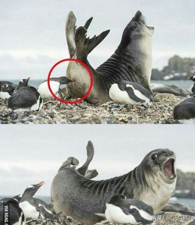 「娱乐播报君」检讨书——同学，有种下课你别逃