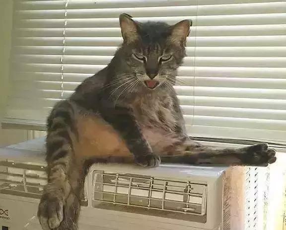 福懋动物医院厦门,福懋宠物医疗中心解放桥分院