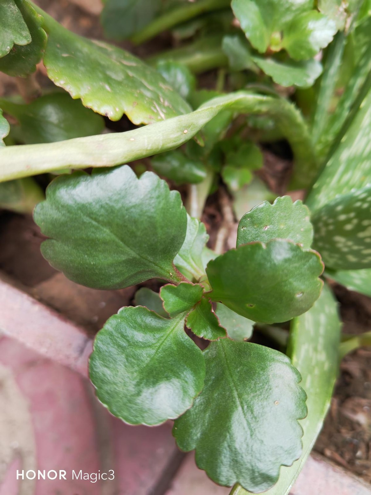 荣耀magic3曙光蓝手机壳,荣耀magic3曙光蓝测评