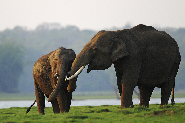 亚洲象为什么比非洲象聪明,亚洲象迷路事件
