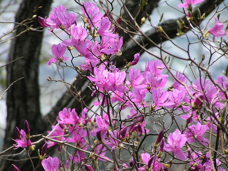 山石榴嫁接番石榴,青皮石榴和突尼斯石榴的区别